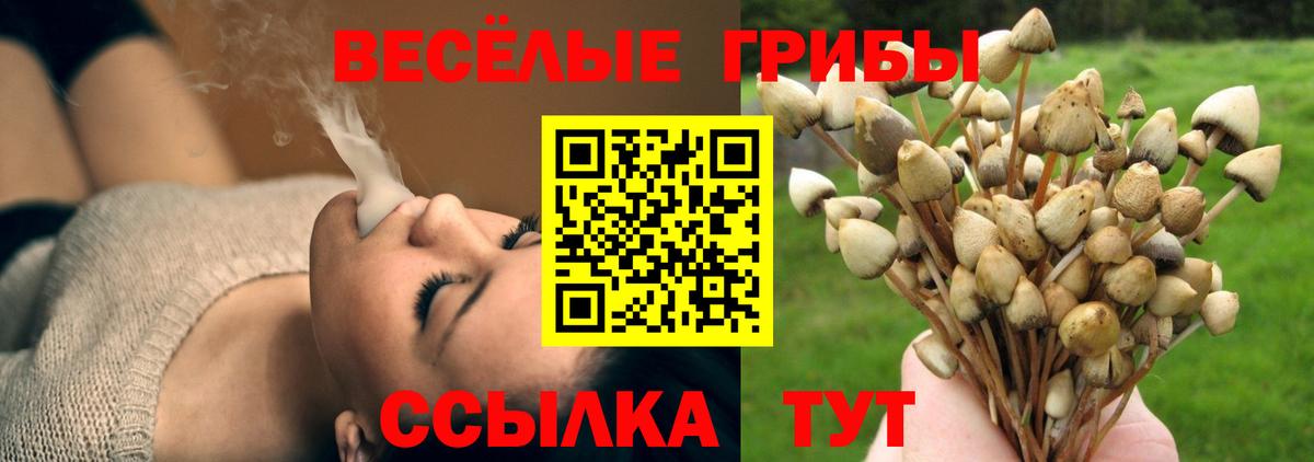 Псилоцибиновые грибы Cubensis  Вход с VPN  Старая Русса 